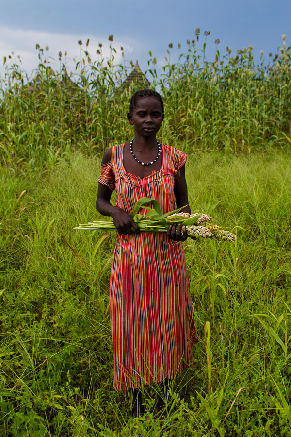 Los dinkas, pastores seminómdas, no se han dedicado de forma tradicional a la agricultura, por lo que generalmente las familias carecen de conocimientos técnicos básicos y herramientas sencillas para trabajar la tierra (como el arado). Los cultivos más comunes en el estado de Lagos, el estado dinka por excelencia, son cereales como el sorgo y el maíz, cacahuetes, judías y verduras locales, además de una berza keniana recientemente introducida en la zona: el sukumawiki. En la imagen, una mujer de Marialchum recoge sorgo. Foto: ©Elisa García Paleo, 2012.