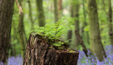 ¿Son los grandes proyectos de forestación la solución para los bosques en Europa?